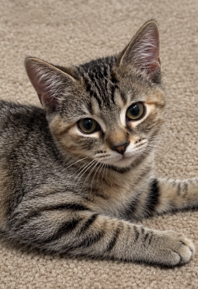 Image of Arlene, an adoptable brown tabby kitten from Almost Home Cat Rescue MKE