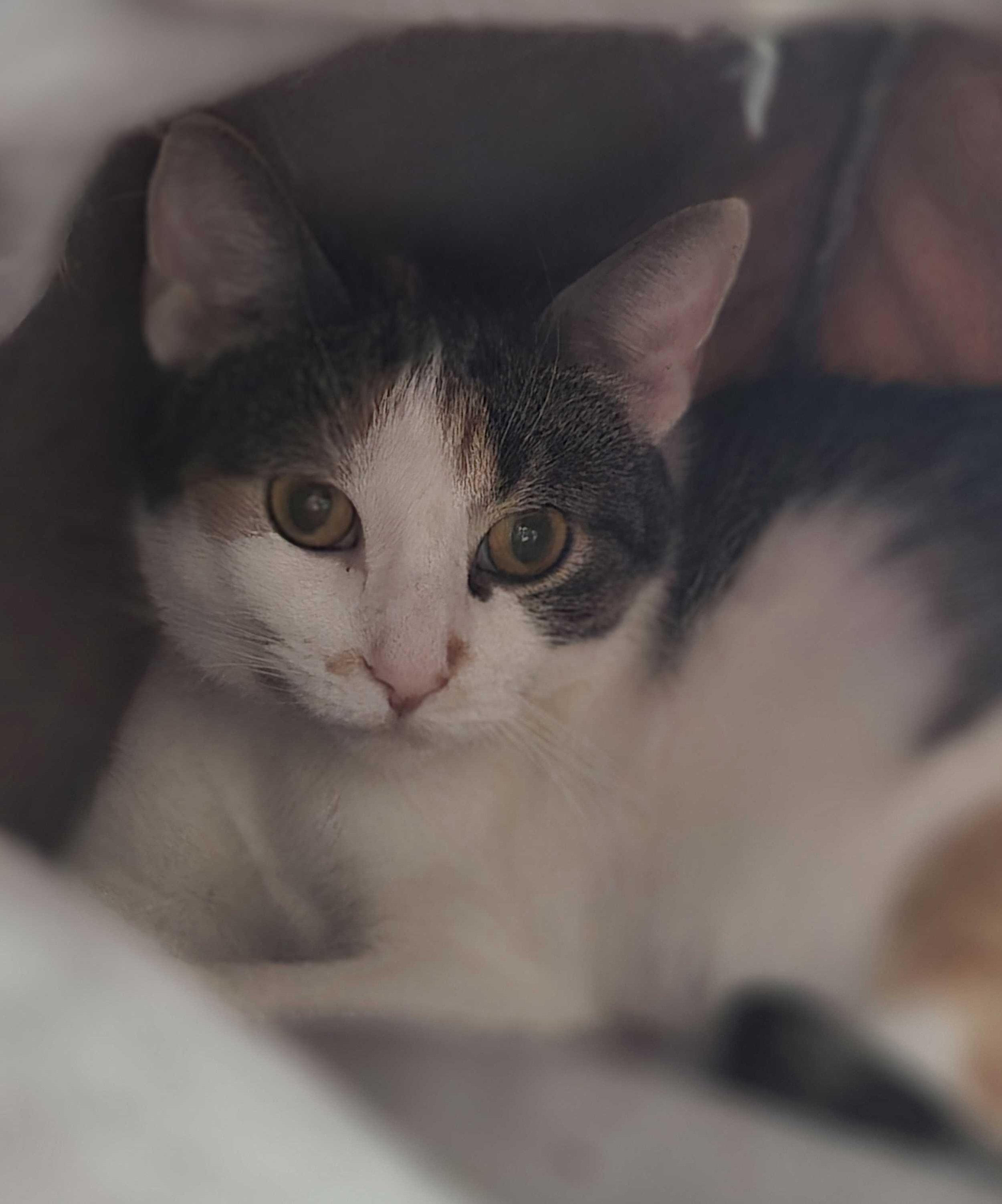 Image of Little Debbie, an adoptable Almost Home Cat Rescue MKE cat
