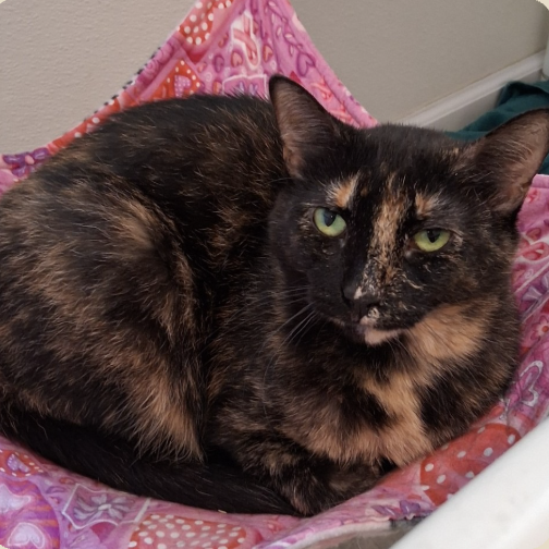 Image of Anastasia, an adoptable cat from Almost Home Cat Rescue MKE
