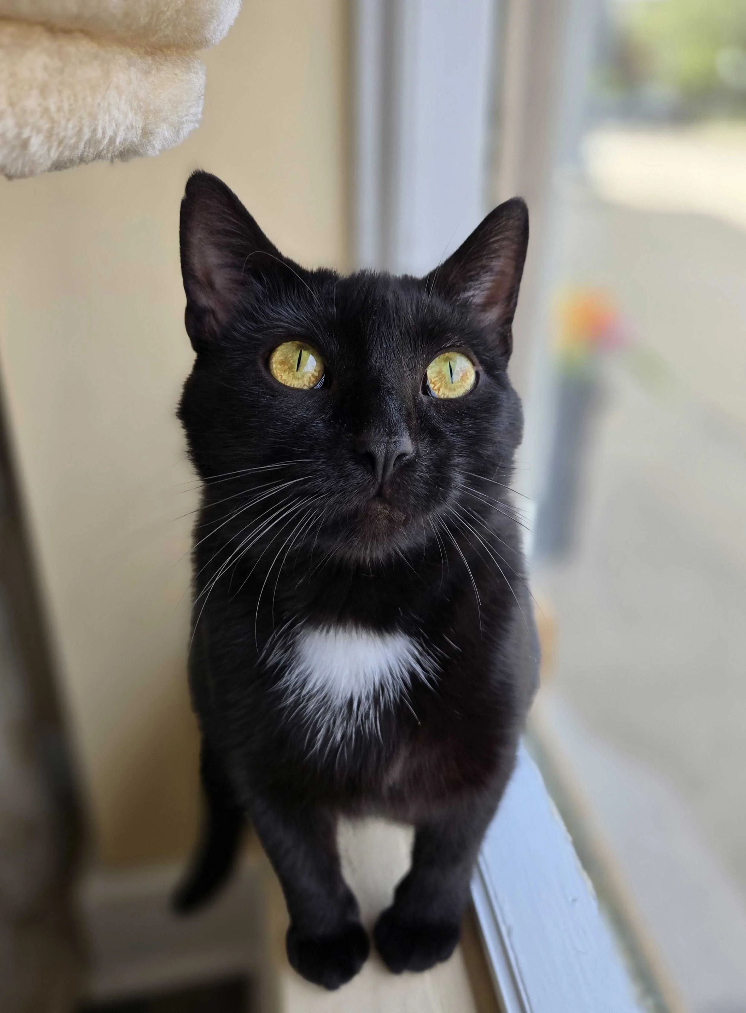 Image of Tansy, an adoptable Almost Home Cat Rescue MKE cat