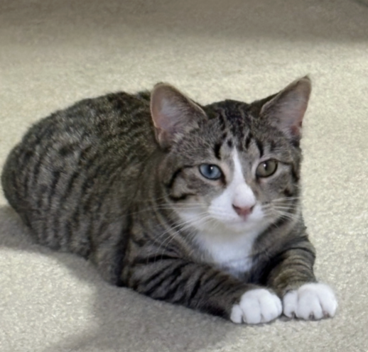 Image of Plum, an adoptable cat from Almost Home Cat Rescue MKE