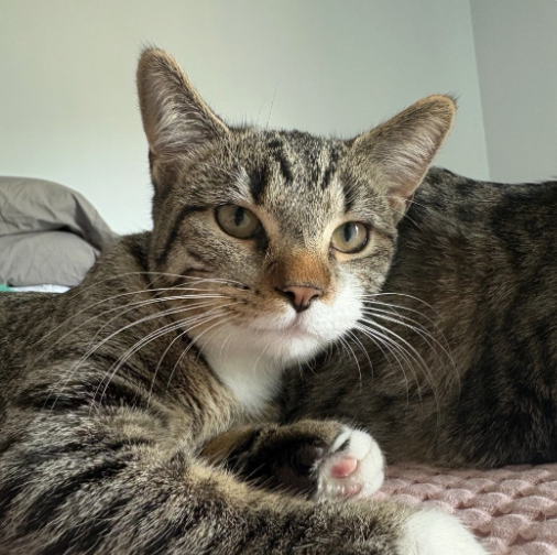 Image of Pumpkins, an adoptable cat from Almost Home Cat Rescue MKE