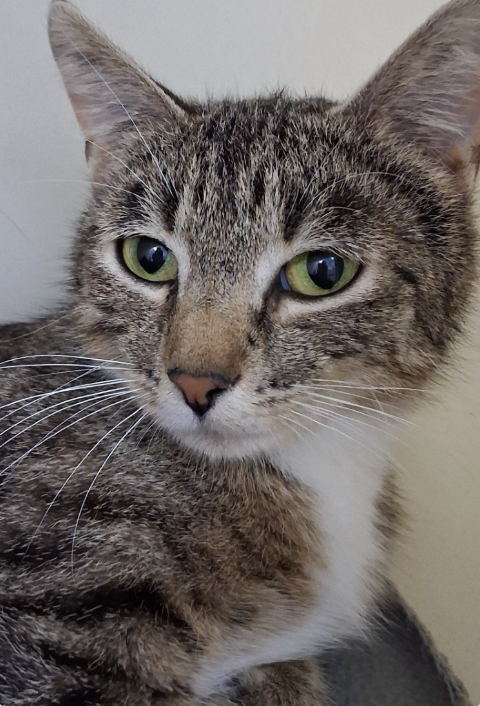 Image of Myrtle, an adoptable Almost Home Cat Rescue MKE cat