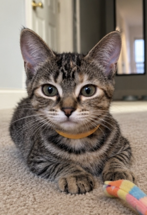 Image of Marley, an adoptable brown tabby kitten from Almost Home Cat Rescue MKE