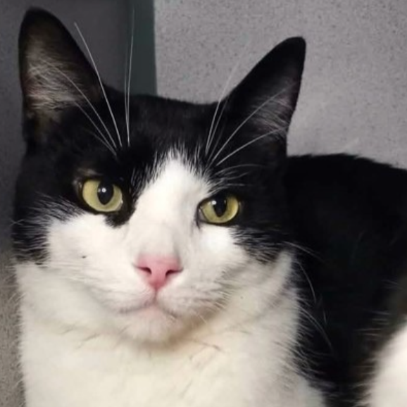 Image of Mr. Dumpling, an adoptable cat from Almost Home Cat Rescue MKE