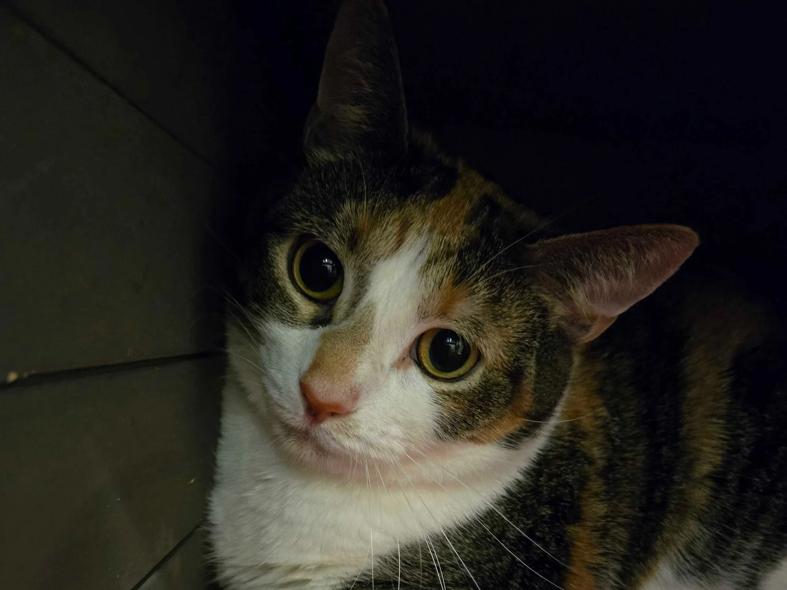 Image of Buffy, an adoptable cat from Almost Home Cat Rescue MKE
