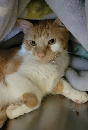 Image of Olly, an adoptable cat from Almost Home Cat Rescue MKE