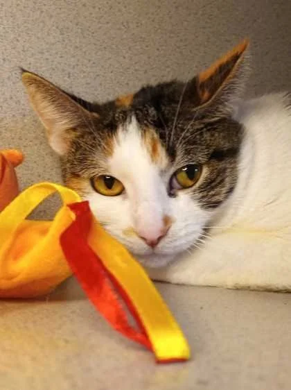Image of Little Debbie, an adoptable Almost Home Cat Rescue MKE cat