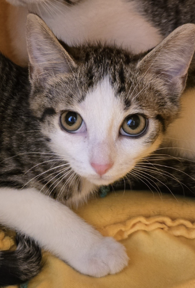 Adoptable kitten, Wyllow, from Almost Home Cat Rescue MKE