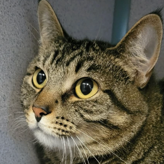 Image of Skittles, an adoptable cat from Almost Home Cat Rescue MKE