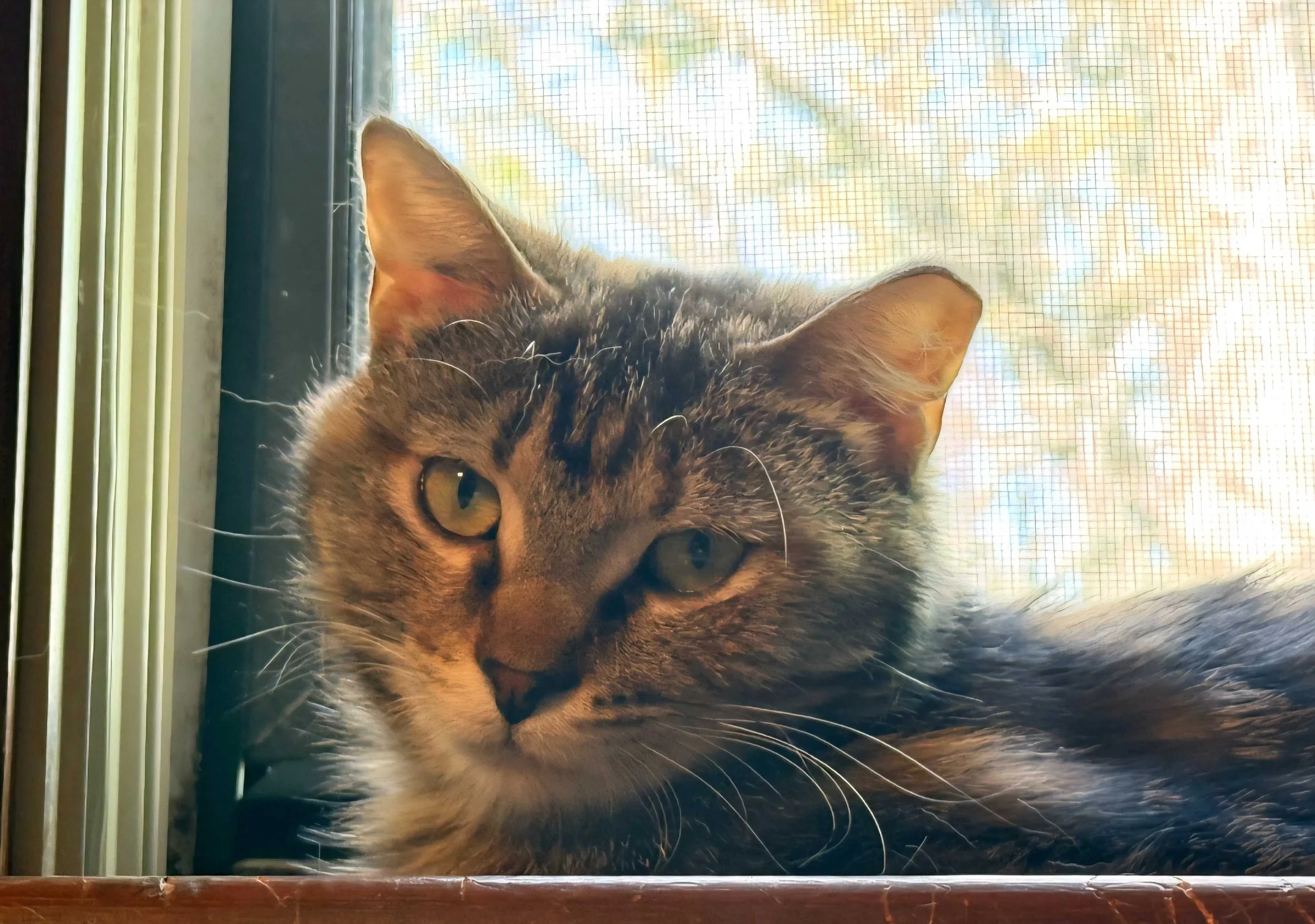 Image of Dee Dee, an adoptable Almost Home Cat Rescue MKE cat