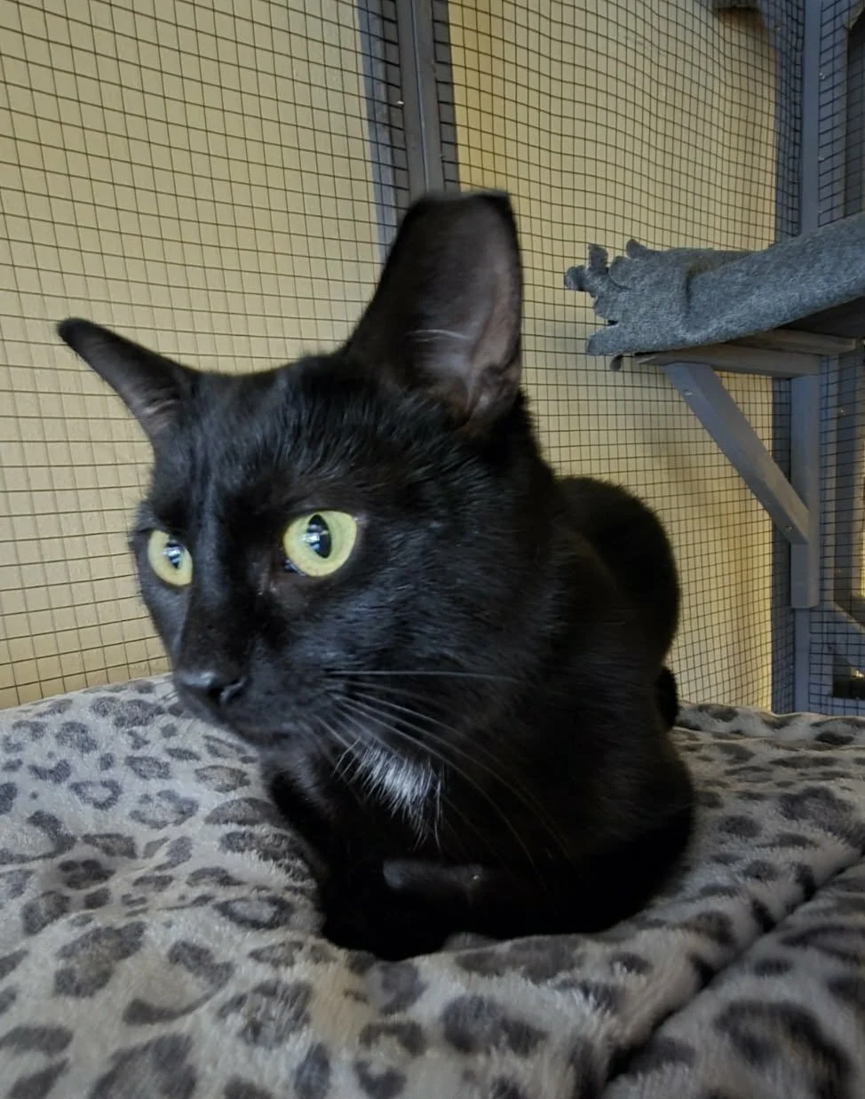 Adoptable cat, Amina, from Almost Home Cat Rescue MKE