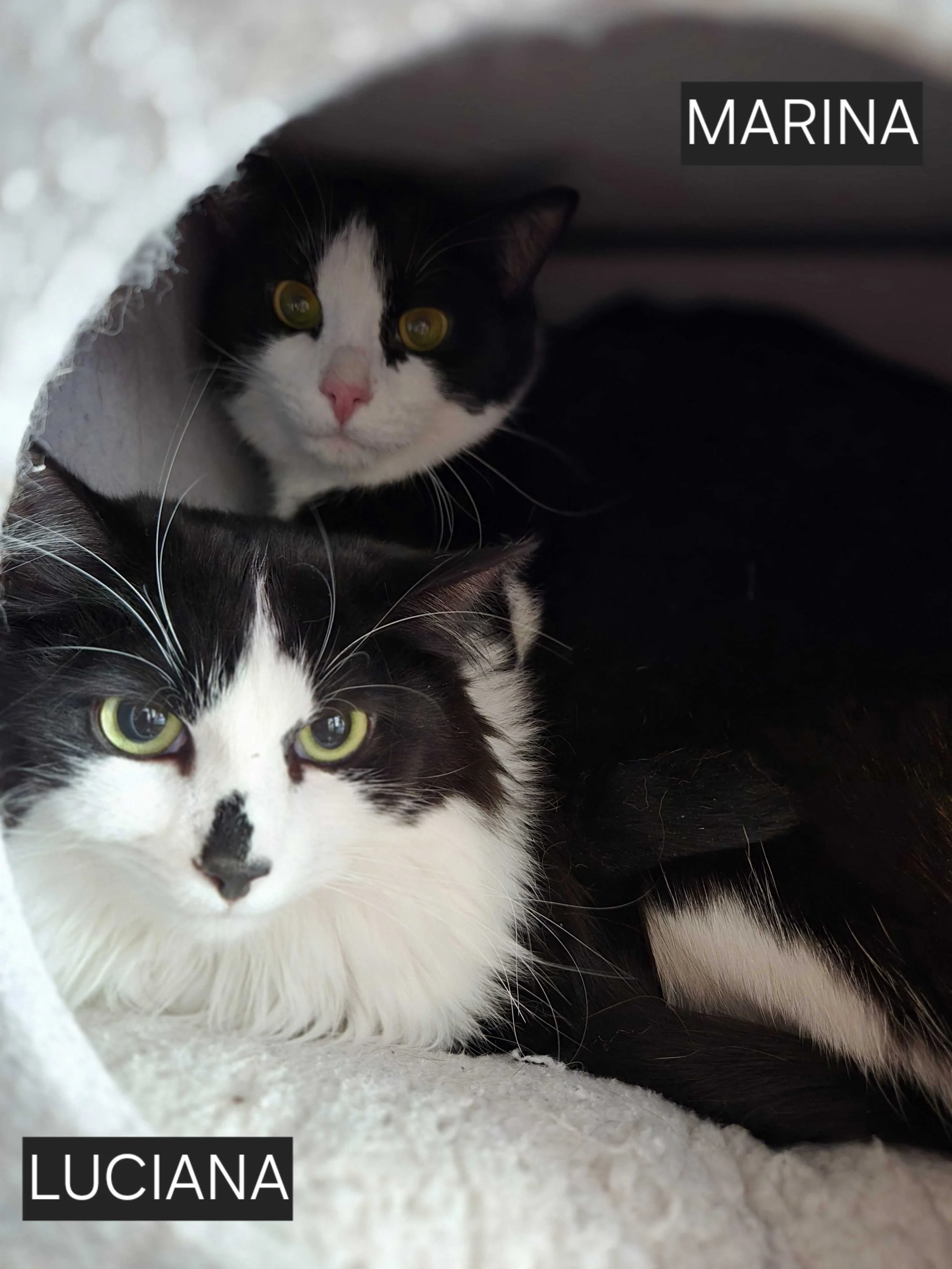 Image of Luciana and Marina, an adoptable bonded pair from Almost Home Cat Rescue MKE
