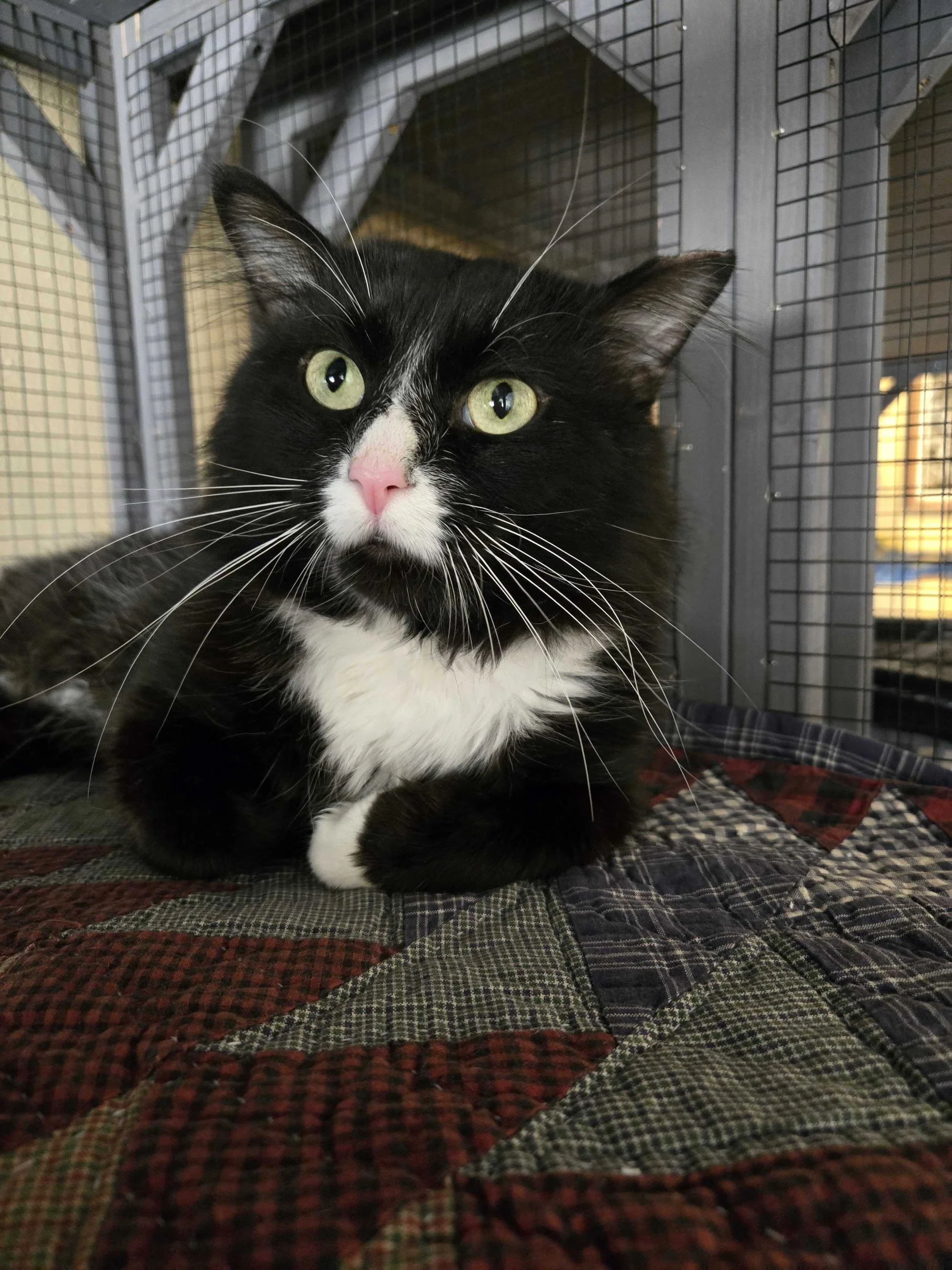 Image of Sylvester, an adoptable cat from Almost Home Cat Rescue MKE