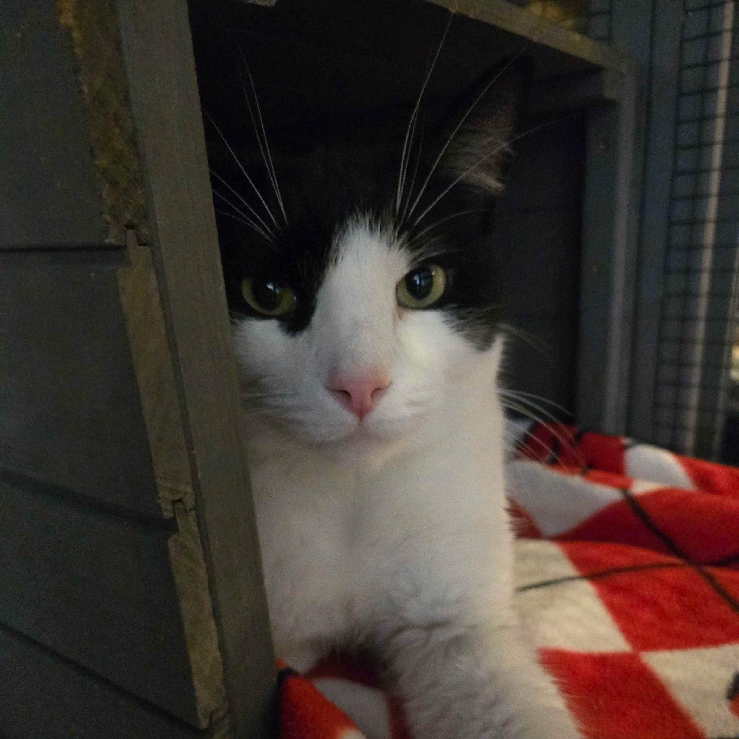 Image of Mr. Dumpling, an adoptable cat from Almost Home Cat Rescue MKE
