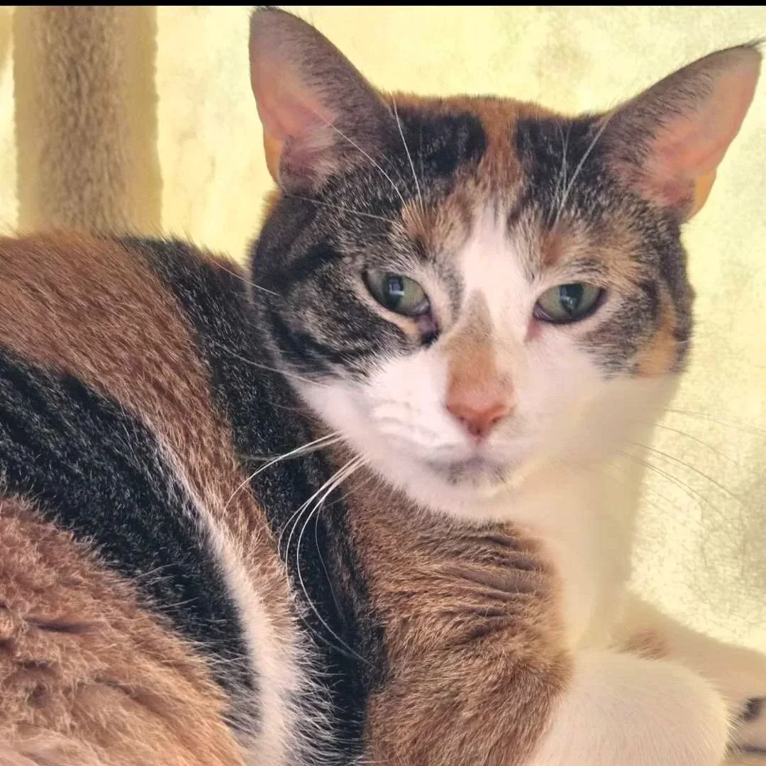 Image of adoptable cat, Buffy, from Almost Home Cat Rescue MKE