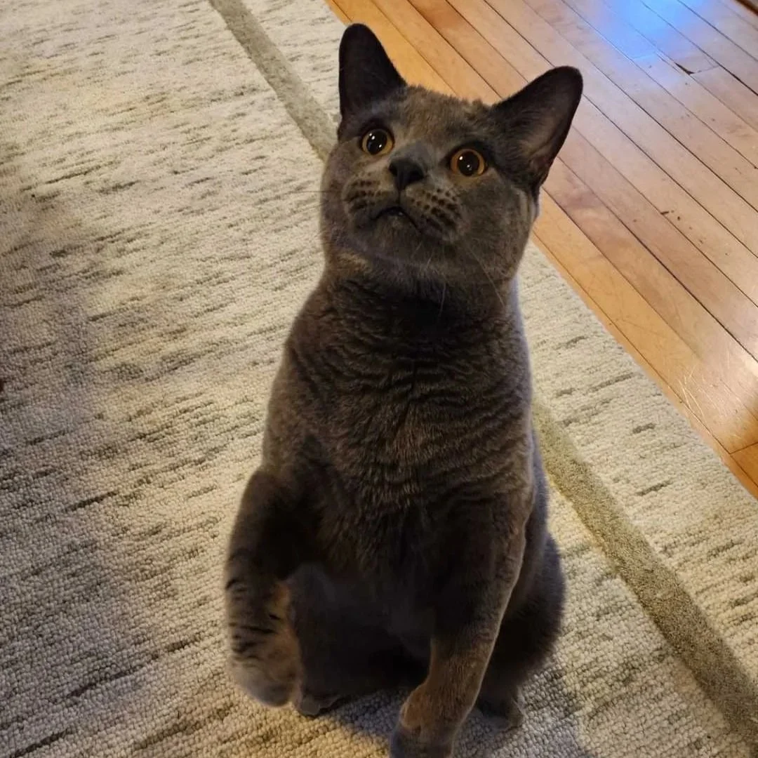 Image of Herbert, an adoptable cat from Almost Home Cat Rescue MKE