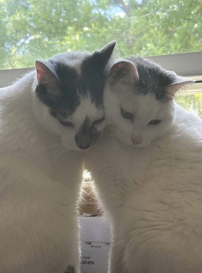 Adoptable bonded pair, Maizy and Malachai, from Almost Home Cat Rescue MKE