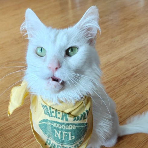 Image of Rizzo, an adoptable cat from Almost Home Cat Rescue MKE