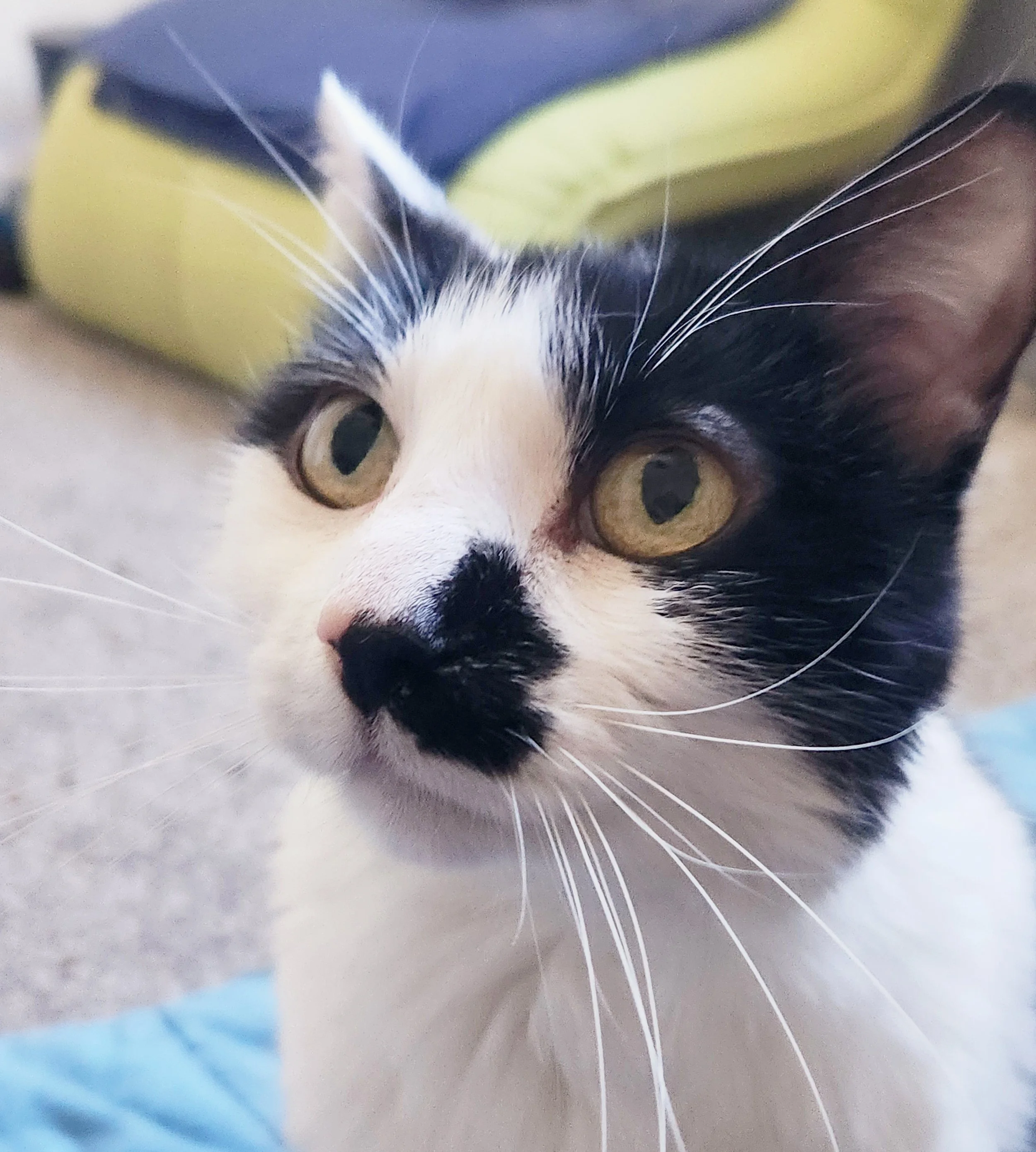 Misa (In Foster)