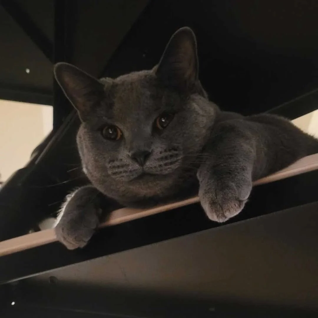 Image of Herbert, an adoptable cat from Almost Home Cat Rescue MKE