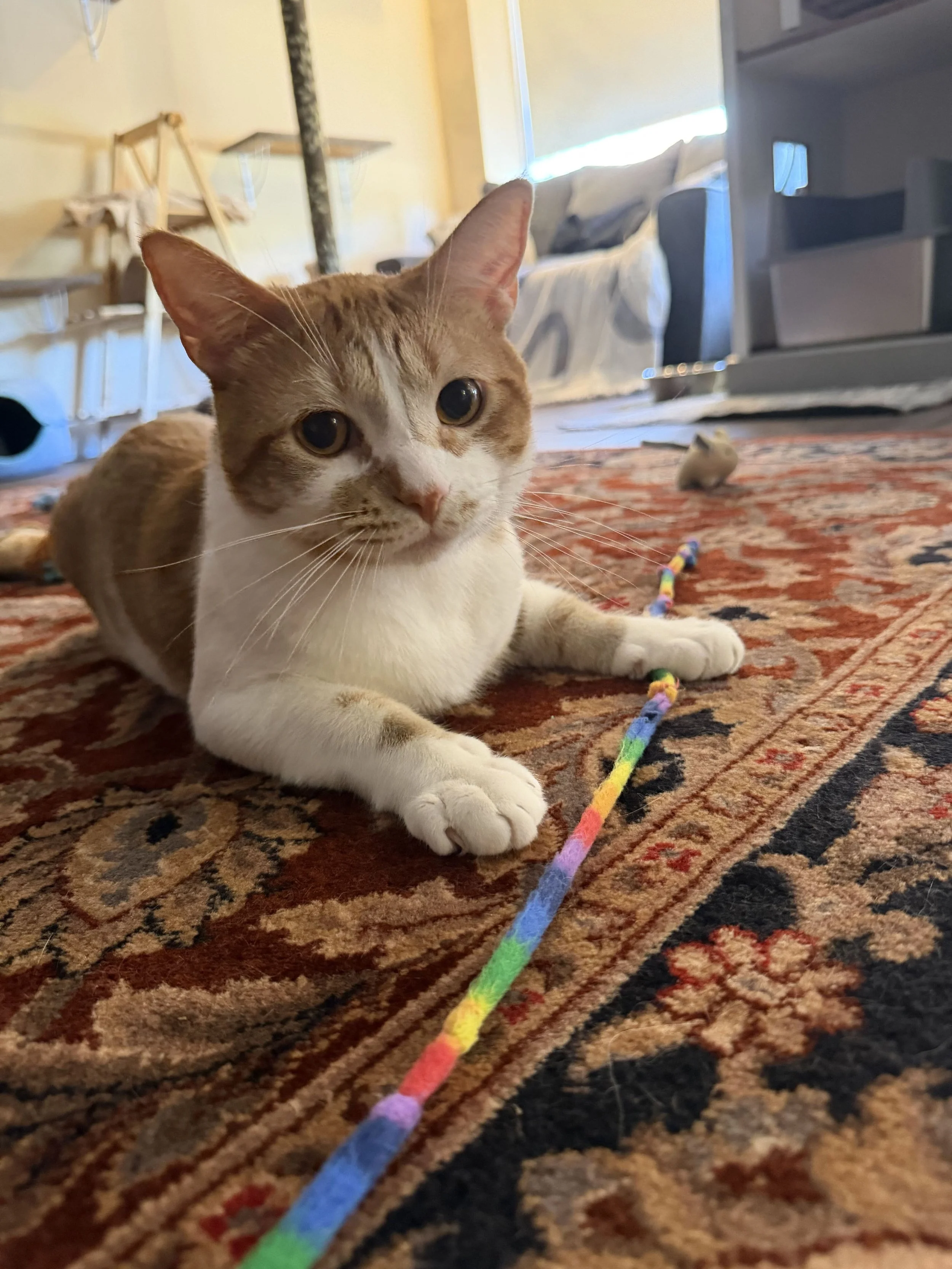 Image of Wilder, an adoptable cat from Almost Home Cat Rescue MKE