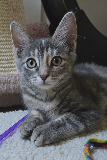 Image of Chalupa, an adoptable kitten from Almost Home Cat Rescue MKE
