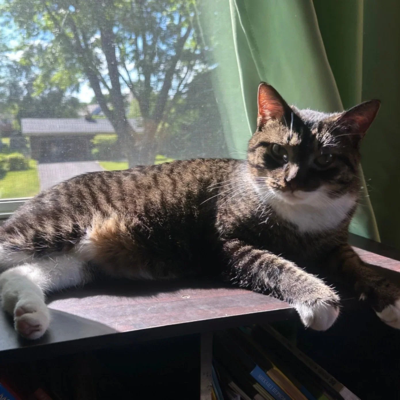 Image of Fufu, an adoptable Almost Home Cat Rescue MKE cat