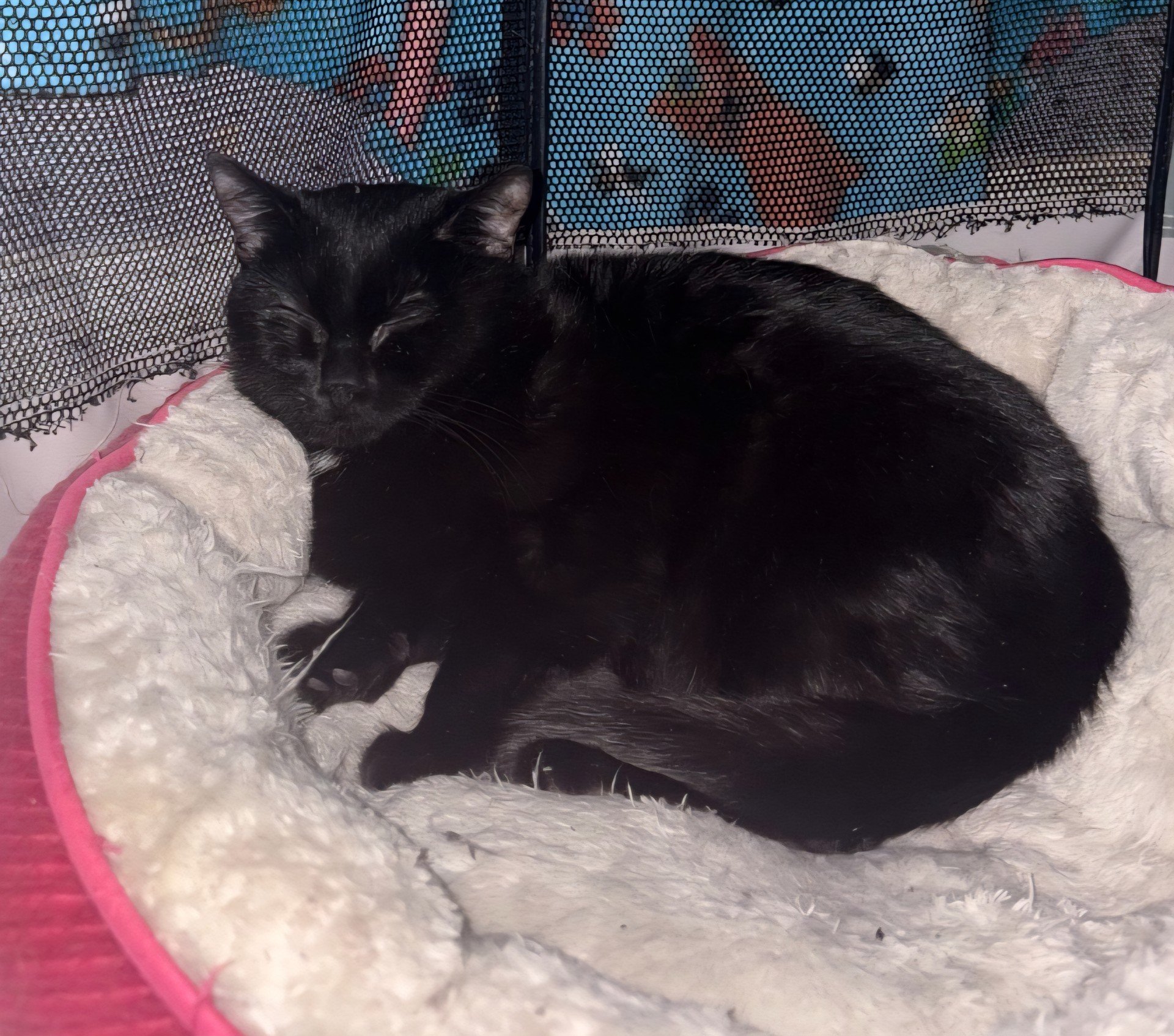 Foster cat Milwaukee: Bliss