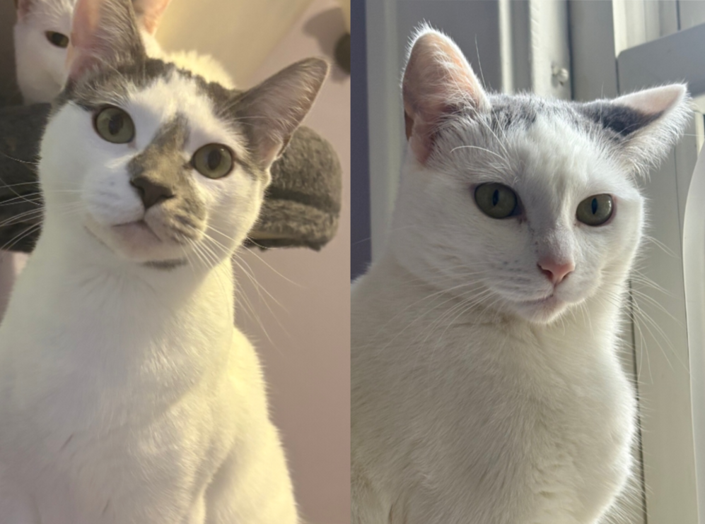 Maizy & Malachai (In Foster)