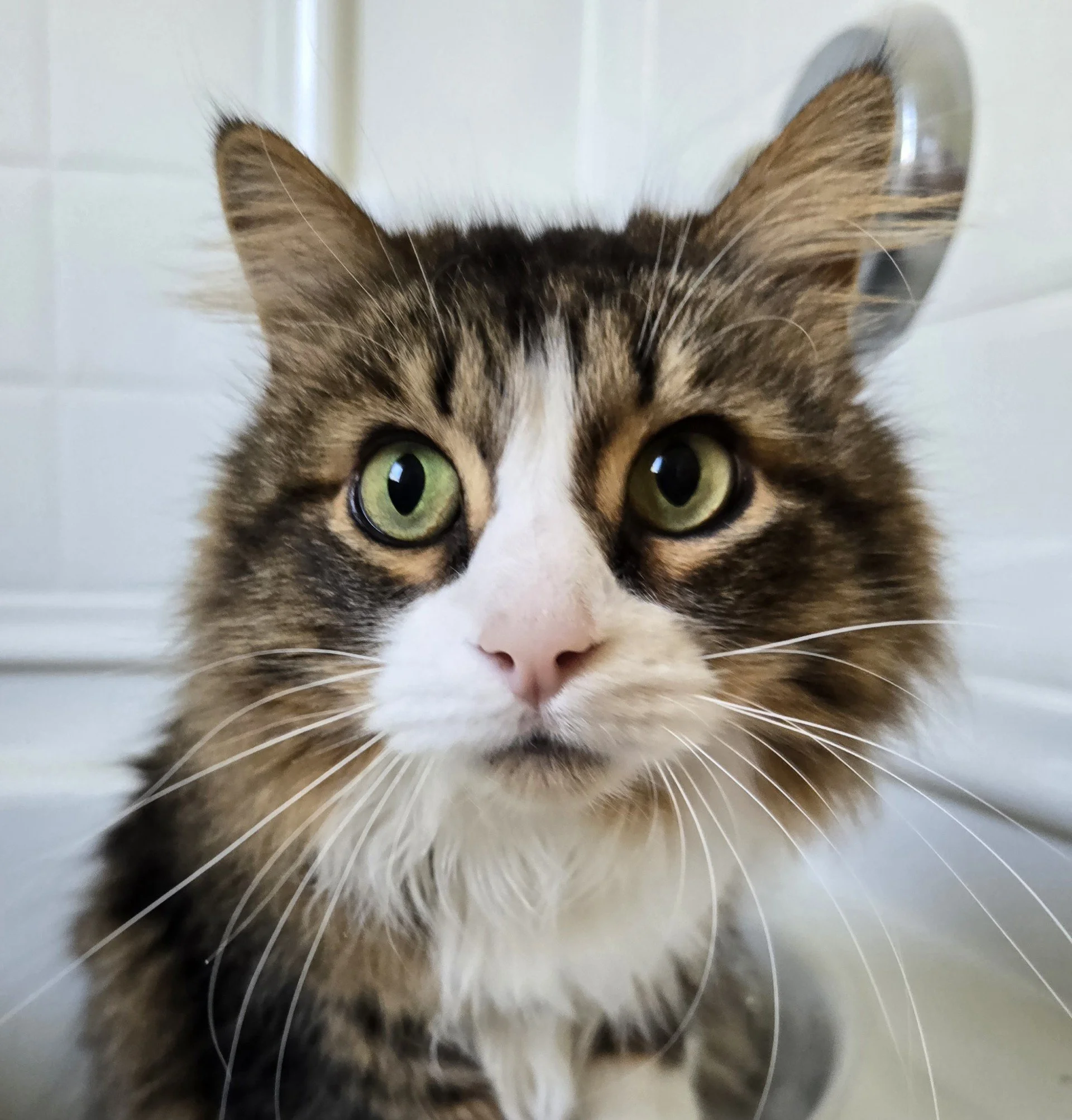 Gizmo (In Foster)