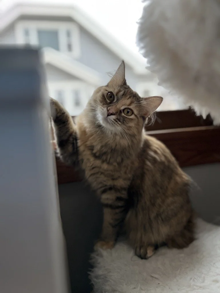 Long-haired cat with golden eye, standing on top of a cat tree and looking at the camera with its head tilted to the side