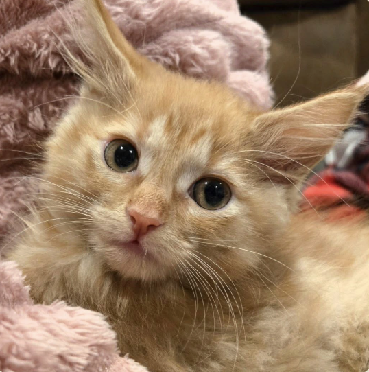 Adoptable kitten, Nemo, from Almost Home Cat Rescue MKE