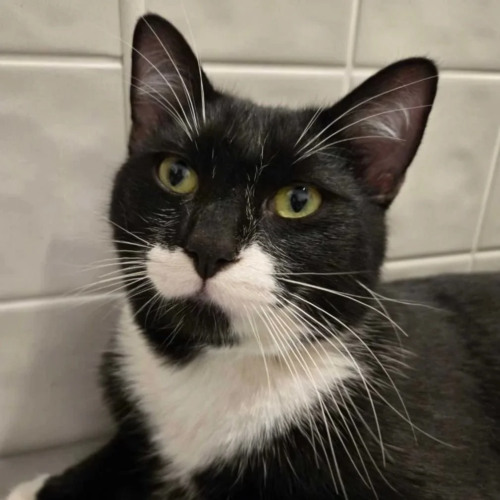 Image of Pepper, an adoptable Almost Home Cat Rescue MKE cat