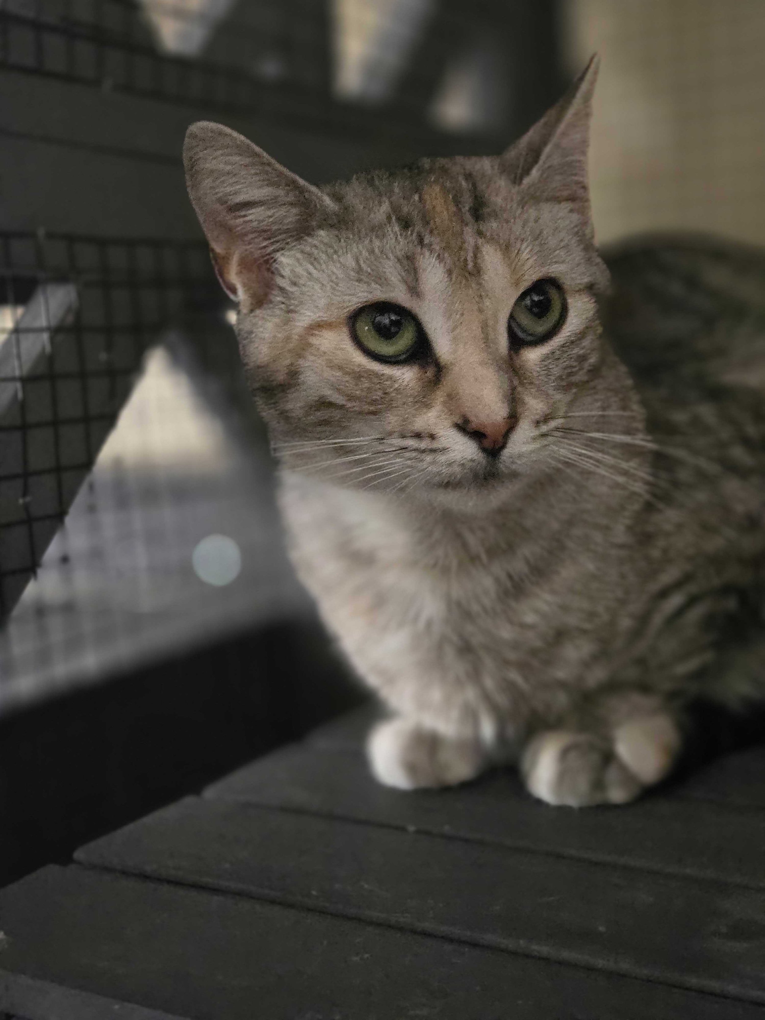 Image of Aurora, an adoptable cat from Almost Home Cat Rescue MKE