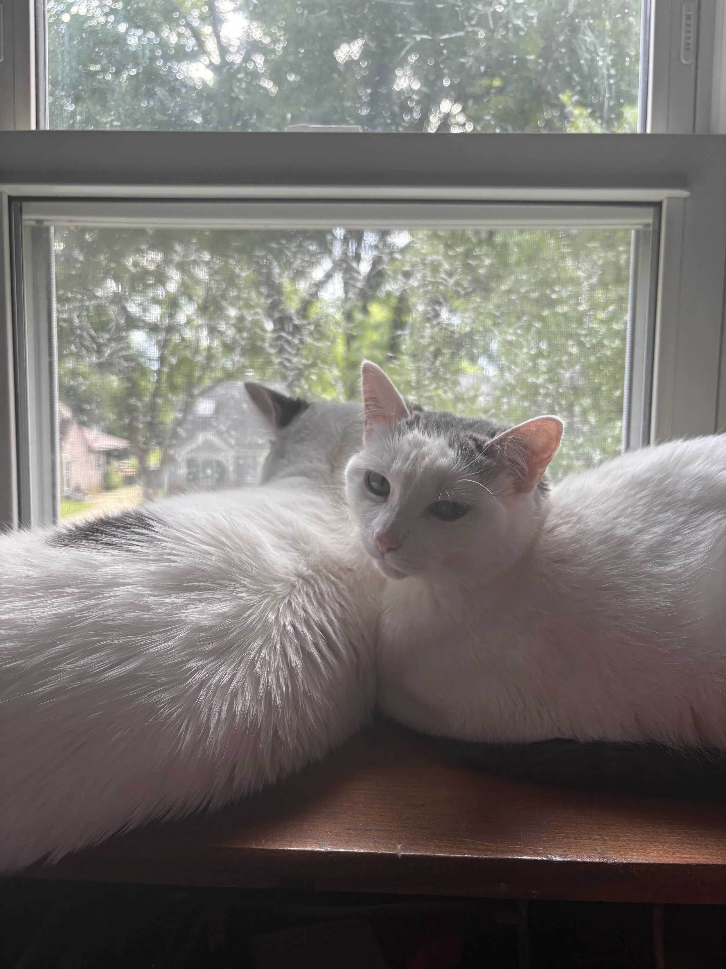 Adoptable bonded pair, Maizy and Malachai, from Almost Home Cat Rescue MKE