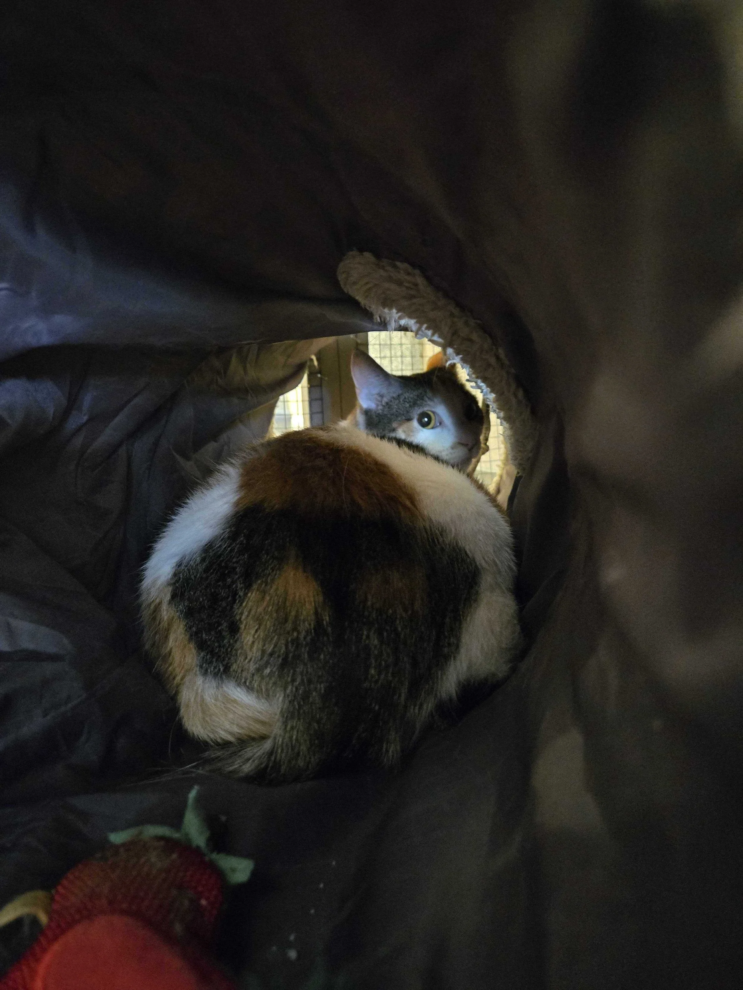 Image of Little Debbie, an adoptable Almost Home Cat Rescue MKE cat