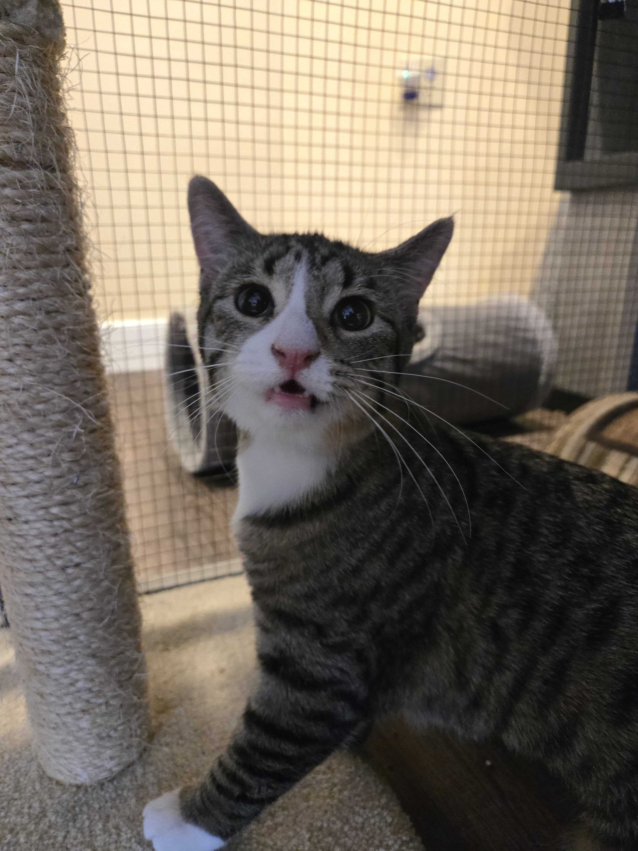 Image of Plum, an adoptable cat from Almost Home Cat Rescue MKE