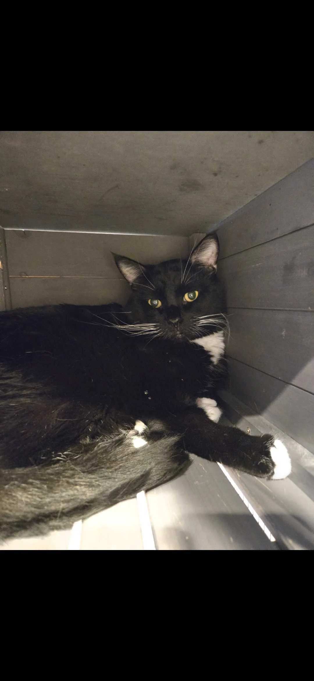 Image of Chief, an adoptable cat from Almost Home Cat Rescue MKE