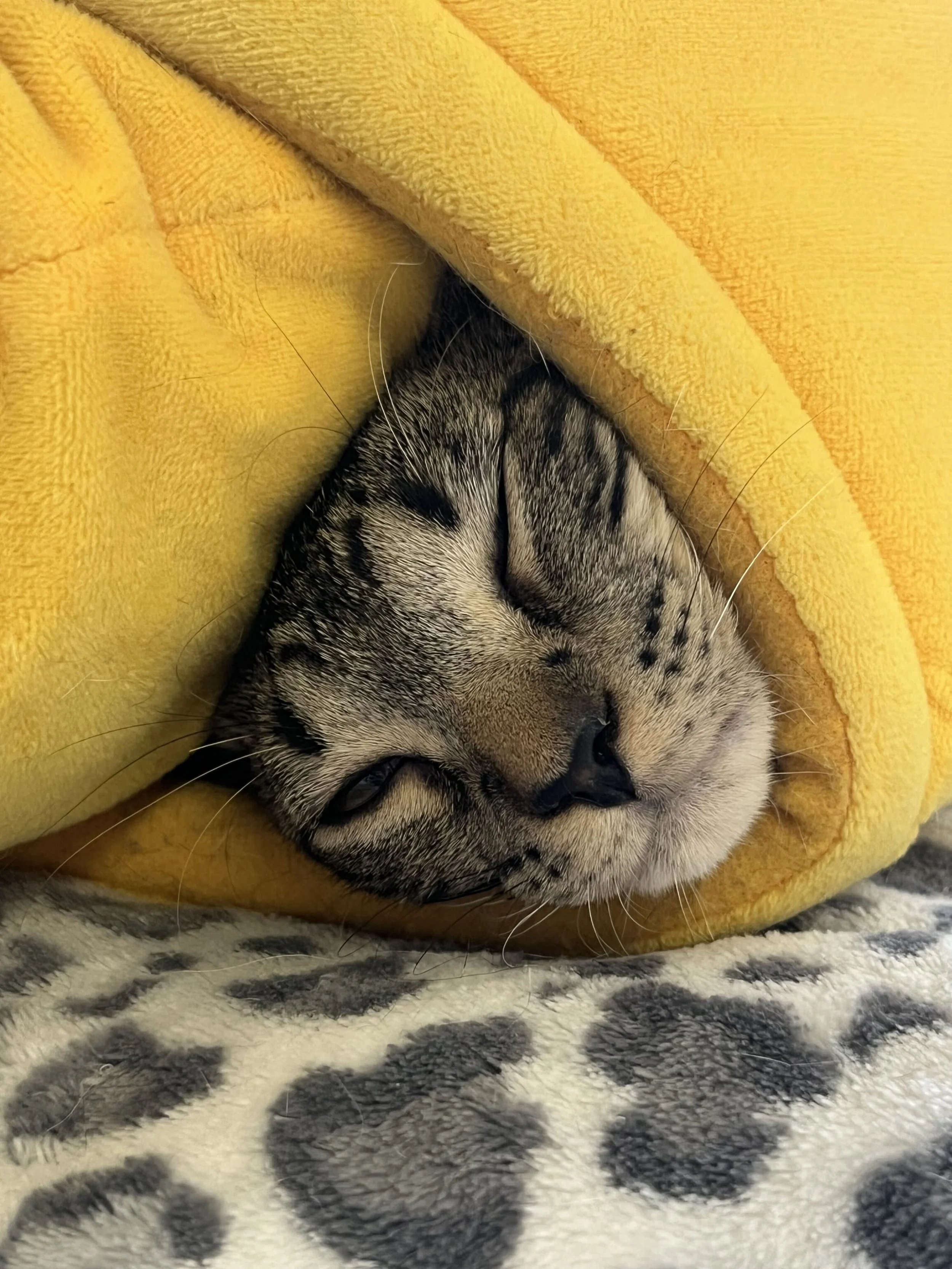 Image of adoptable bonded pair, Edwina and Ralph, from Almost Home Cat Rescue MKE