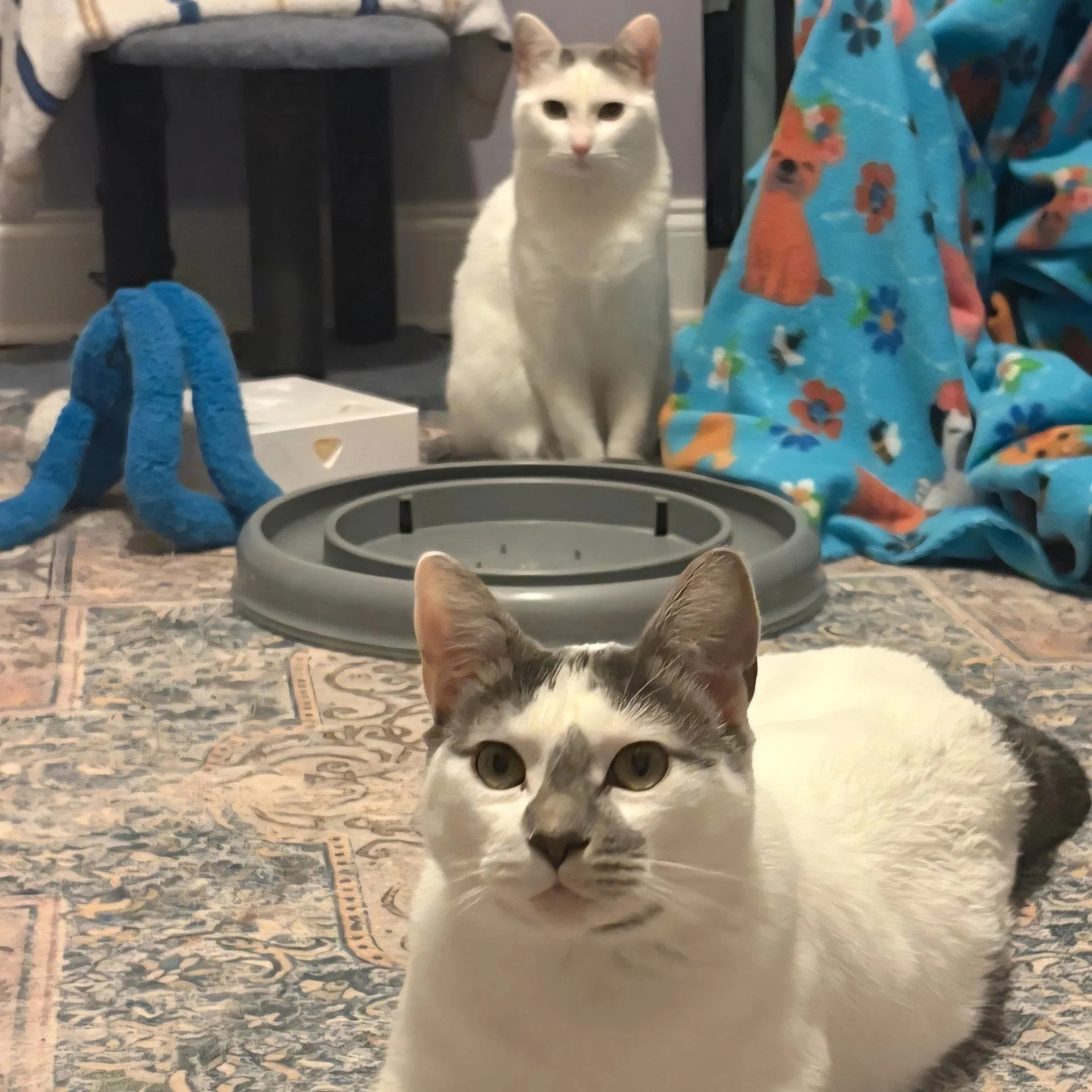 Adoptable bonded pair, Maizy and Malachai, from Almost Home Cat Rescue MKE