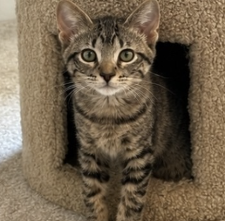 Image of adoptable bonded pair, Edwina and Ralph, from Almost Home Cat Rescue MKE
