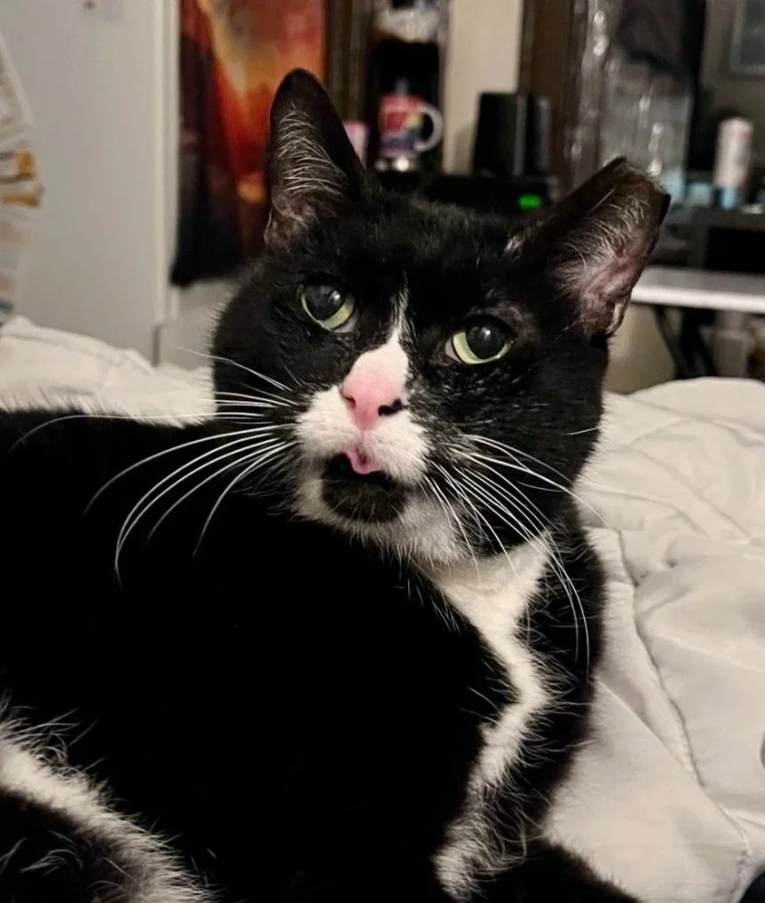 Foster cat Milwaukee: Valdez