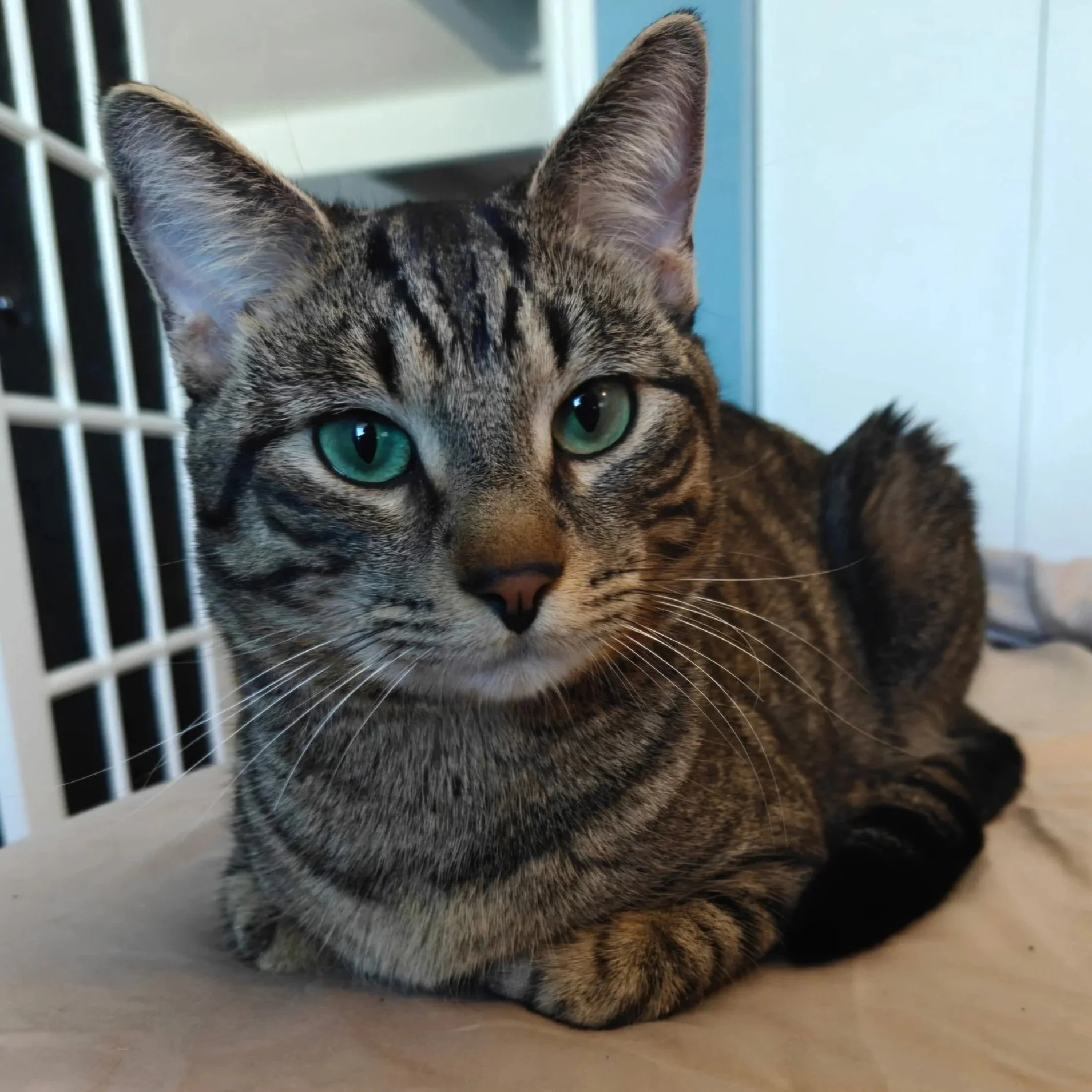 Image of Yuji, an adoptable Almost Home Cat Rescue MKE cat