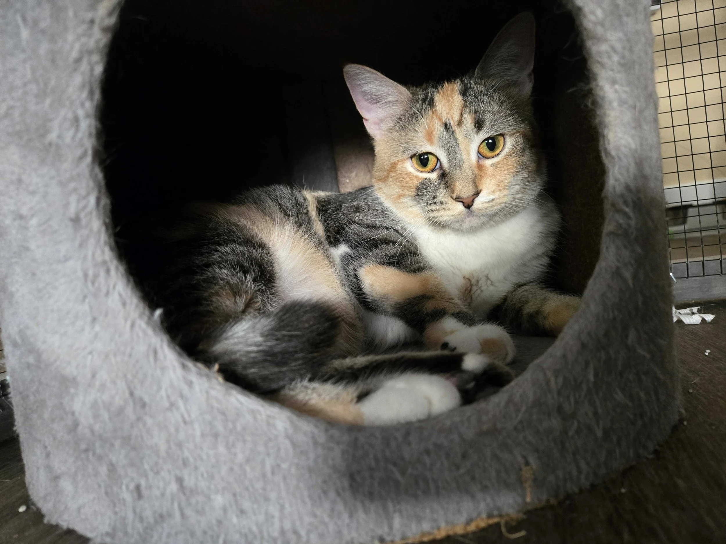 Image of Charm, an adoptable Almost Home Cat Rescue MKE cat