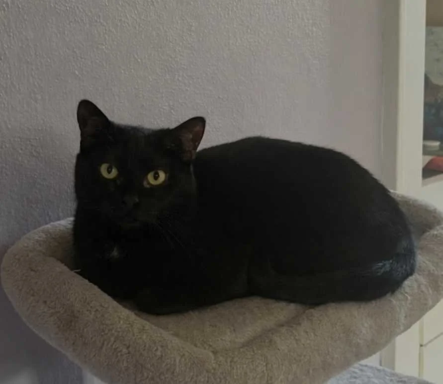 Image of Bliss, an adoptable Almost Home Cat Rescue MKE cat