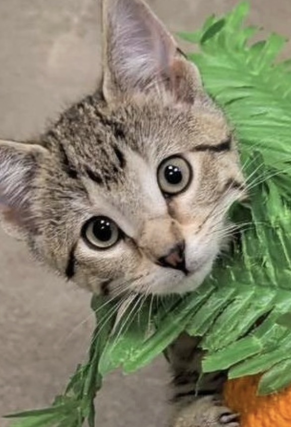 Adoptable kitten, Maleficent, from Almost Home Cat Rescue MKE