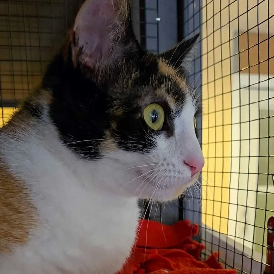 Photo of Penelope, an adoptable cat from Almost Home Cat Rescue MKE