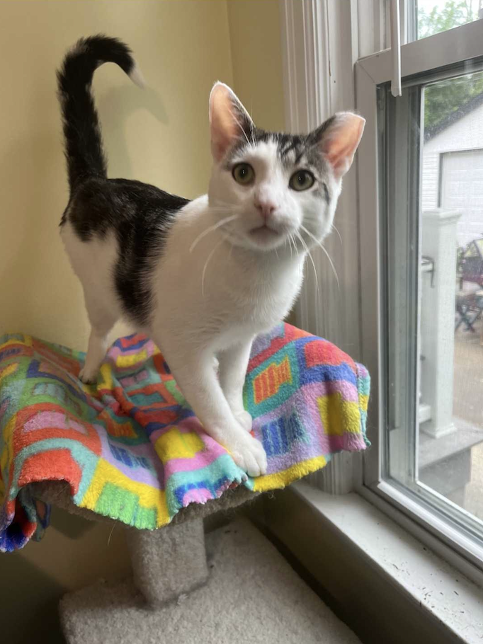 Image of Speedy, an adoptable cat from Almost Home Cat Rescue MKE