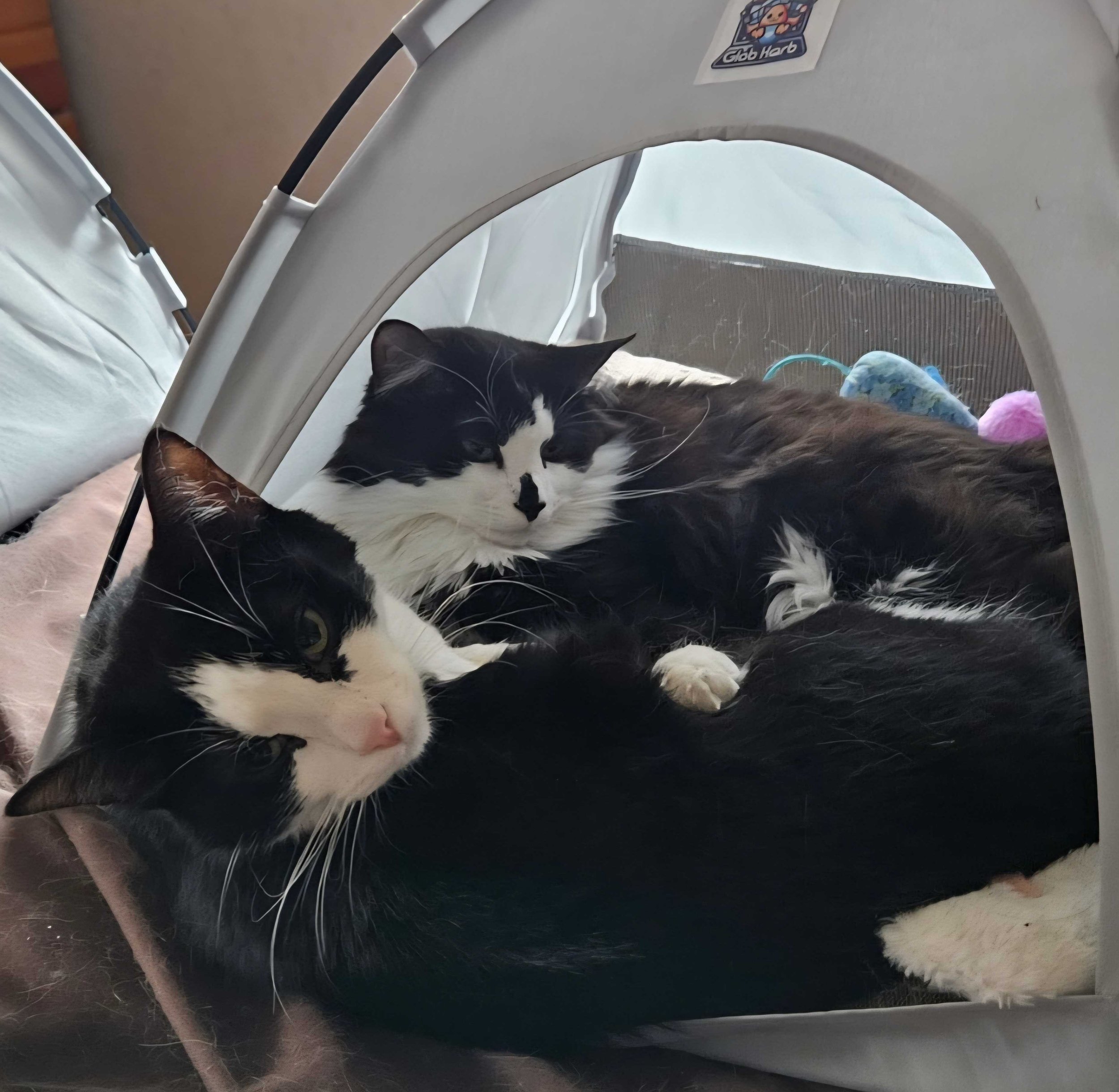Adoptable bonded pair, Luciana and Marina, from Almost Home Cat Rescue MKE